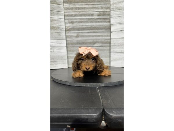 [#5309] Chocolate / Tan Female Dachshund Puppies for Sale