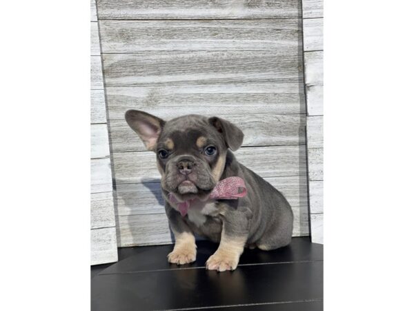 [#5313] Blue / Tan Female French Bulldog Puppies for Sale