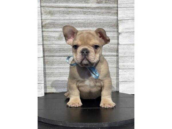 [#5315] Fawn Male French Bulldog Puppies for Sale