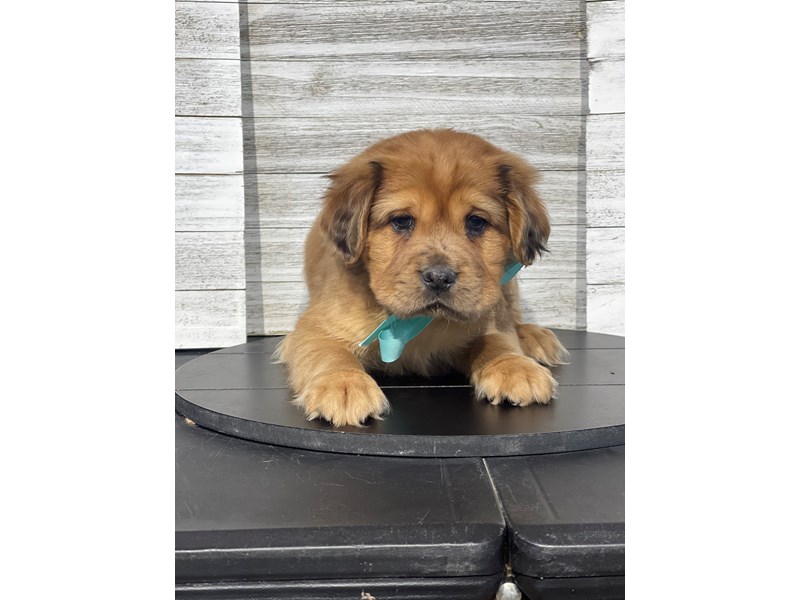 Dogs and Puppies for Sale Petland Knoxville, Tennessee Puppy Store
