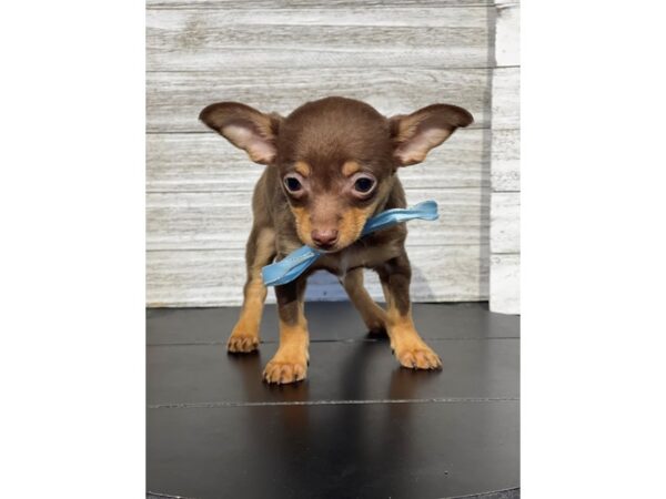 [#5321] Chocolate / Tan Female Chihuahua Puppies for Sale