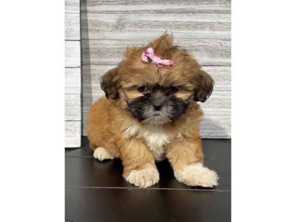 [#5319] Sable Female Shih Tzu Puppies for Sale