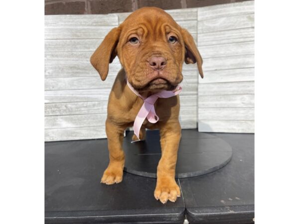 [#5318] Red Female Dogue De Bordeaux Puppies for Sale