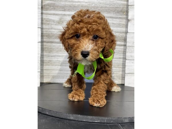 [#5324] Red / White Male Poodle Mini Puppies for Sale