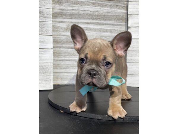[#5322] fwn Male French Bulldog Puppies for Sale