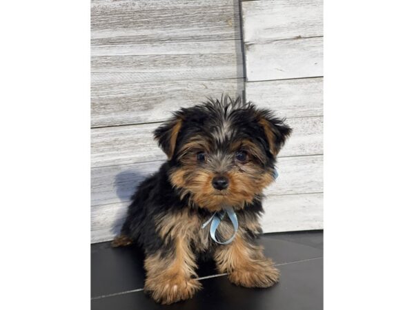 [#5323] Black / Tan Male Yorkshire Terrier Puppies for Sale