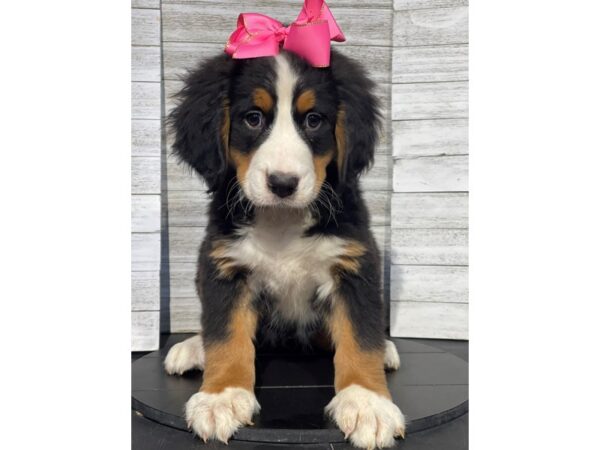 [#5326] Tri-Colored Female Bernese Mountain Dog Puppies for Sale