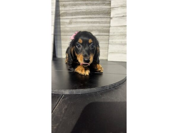 [#5327] Black / Tan Female Dachshund Puppies for Sale