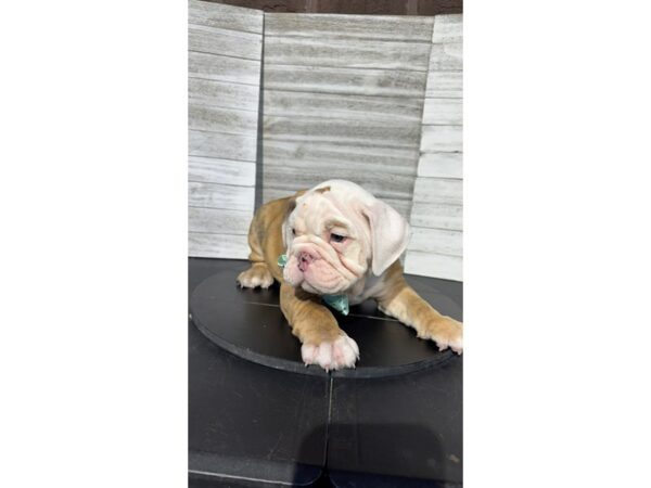 [#5330] Fawn Brindle Male Bulldog Puppies for Sale