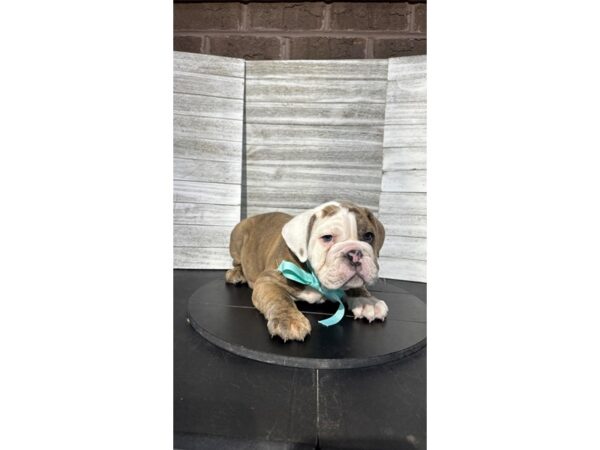 [#5329] Lilac Male Bulldog Puppies for Sale