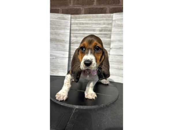 [#5338] Tri-Colored Female Basset Hound Puppies for Sale