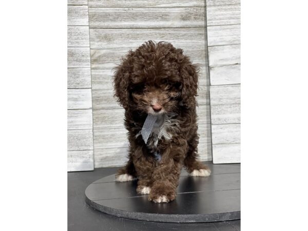 [#5240] Chocolate Male Cavapoo F1 Puppies for Sale