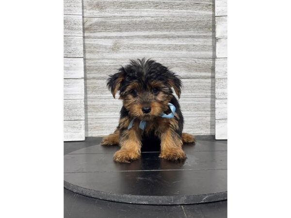 [#5260] Black / Tan Male Yorkshire Terrier Puppies for Sale