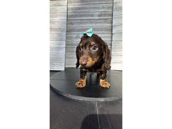 [#5331] Chocolate / Tan Male Dachshund Puppies for Sale