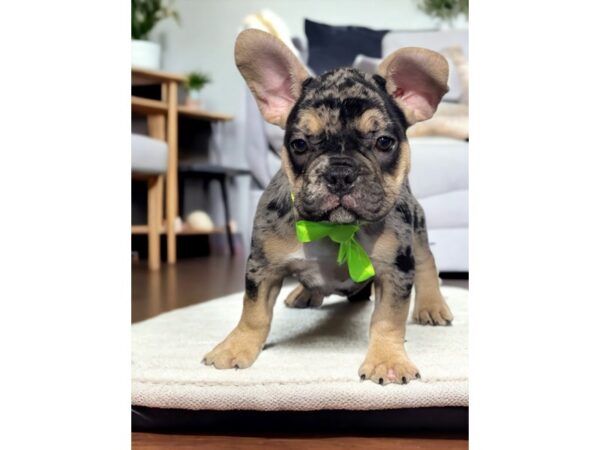 [#5353] blue mrl Male French Bulldog Puppies for Sale