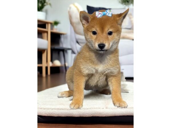 [#5347] Red / White Female Shiba Inu Puppies for Sale