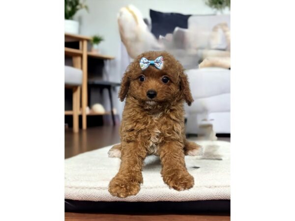 [#5345] Red Female Cavapoo Puppies for Sale
