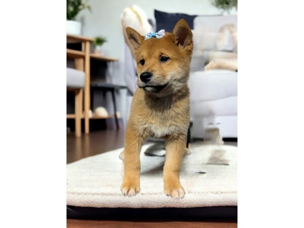 [#5337] Red Sesame Male Shiba Inu Puppies for Sale