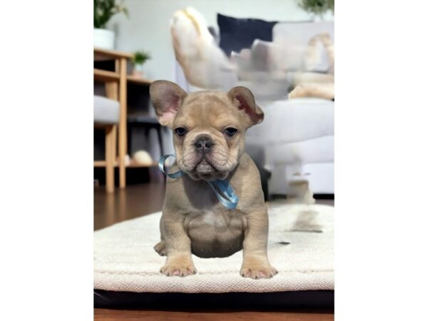 [#5315] Fawn Male French Bulldog Puppies for Sale