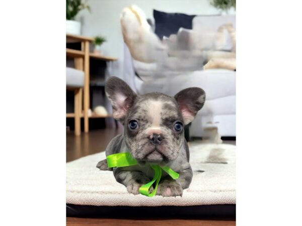 [#5314] Blue Male French Bulldog Puppies for Sale