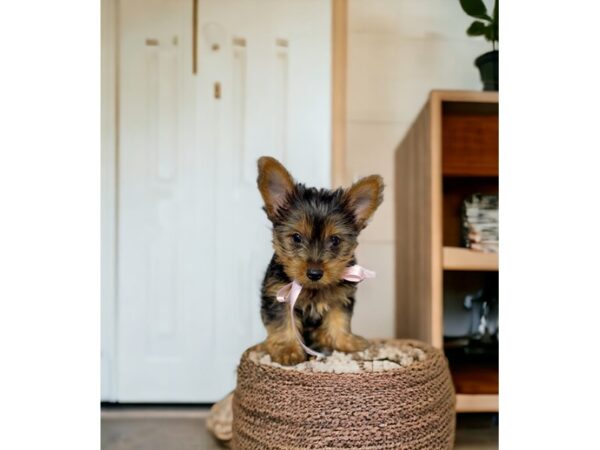 [#5359] Black / Tan Female Yorkshire Terrier Puppies for Sale