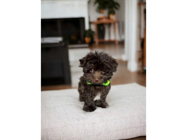 [#5357] Chocolate Male Havanese Puppies for Sale