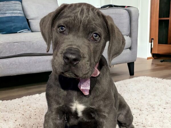 [#5360] grey Female Cane Corso Puppies for Sale