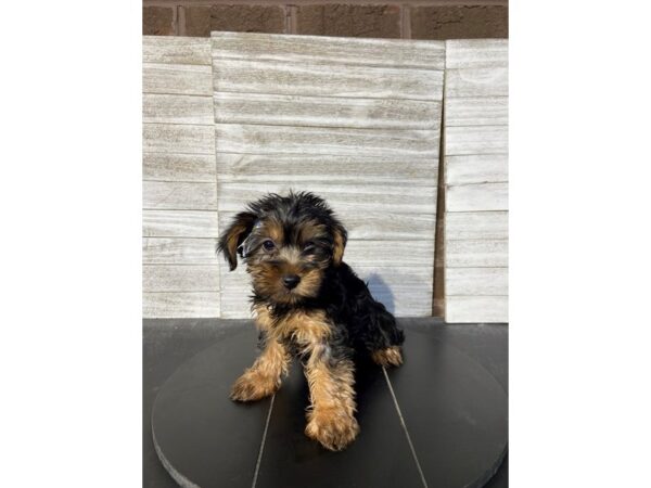 [#5370] Black / Tan Female Yorkshire Terrier Puppies for Sale