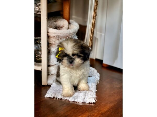 [#5384] brdl&white Female Shih Tzu Puppies for Sale