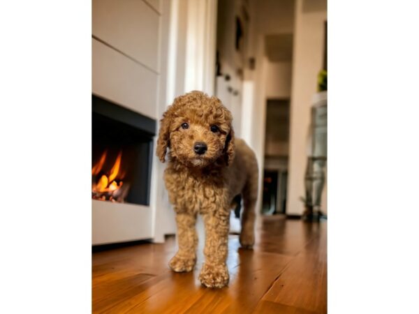 [#5364] red Male Goldendoodle Mini 2nd Gen Puppies for Sale