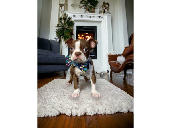 [#5383] brown/white Male Boston Terrier Puppies for Sale