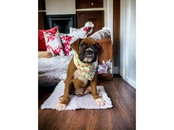 [#5369] Fawn Female Boxer Puppies for Sale