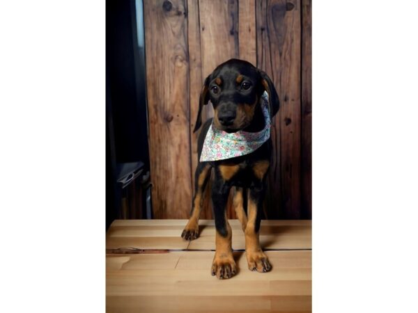 [#5366] Black / Tan Female Doberman Pinscher Puppies for Sale
