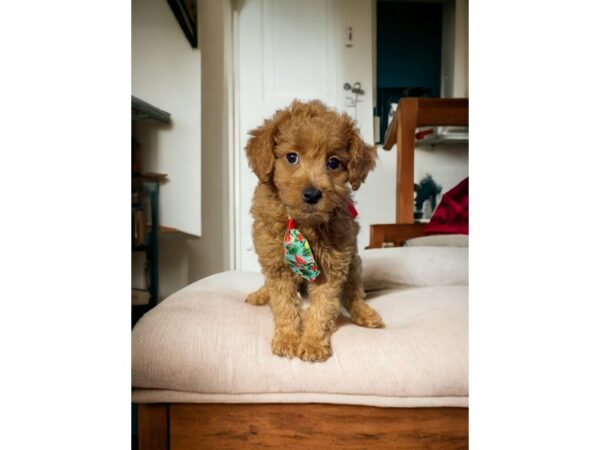 [#5377] Red Male Mini Whoodle Puppies for Sale