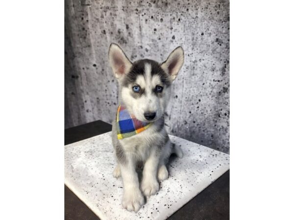 [#5374] Sable / White Male Siberian Husky Puppies for Sale