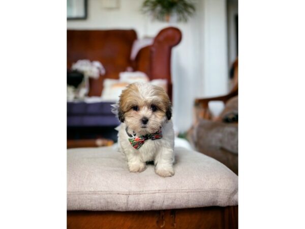 [#5365] WH BRDL Female Teddy Bear Puppies for Sale