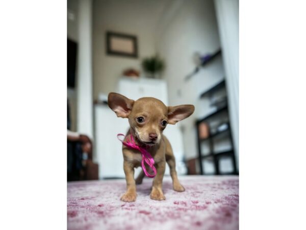 [#5394] fwn Female Chihuahua Puppies for Sale