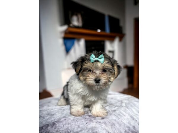 [#5392] white/blk/tan Male Maltese/Yorkie Puppies for Sale