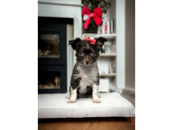 [#5391] Chocolate Female Chihuahua Puppies for Sale