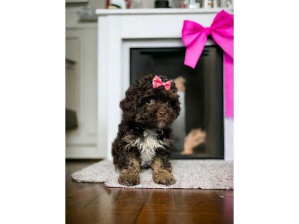 [#5389] Chocolate / Tan Female ShizaPoo Puppies for Sale