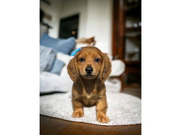[#5388] Red Male Dachshund Puppies for Sale