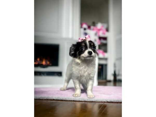 [#5387] Black / White Female Chihuahua Puppies for Sale