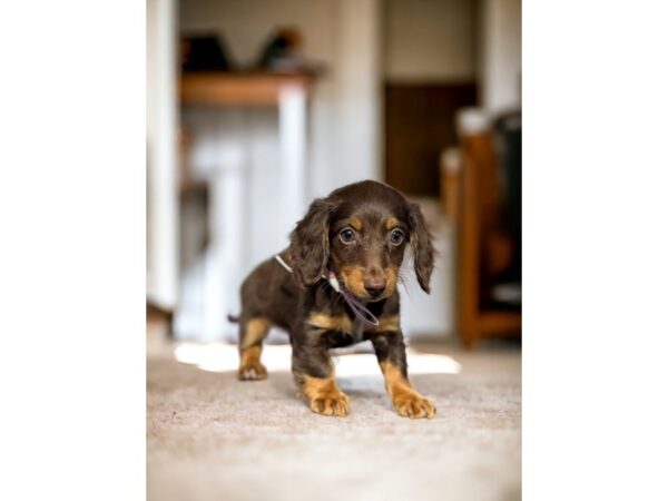[#5386] Chocolate Female Dachshund Puppies for Sale