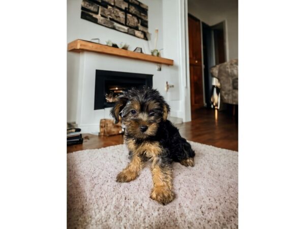 [#5370] Black / Tan Female Yorkshire Terrier Puppies for Sale