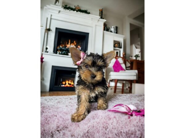 [#5368] Black / Tan Female Yorkshire Terrier Puppies for Sale