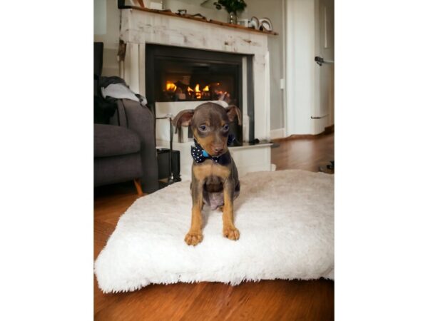 [#5381] Chocolate / Rust Male Miniature Pinscher Puppies for Sale
