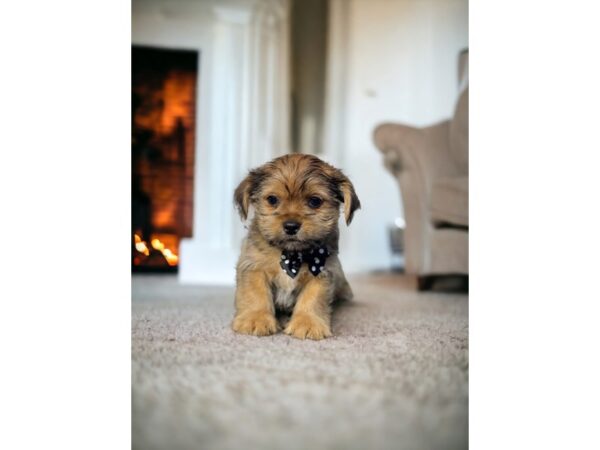 [#5372] Brown Male Yorkie/Shih Tzu Puppies for Sale
