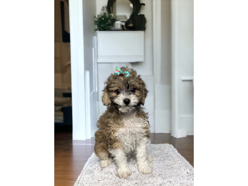 Puppies for Sale Petland Knoxville, Tennessee Puppy Store
