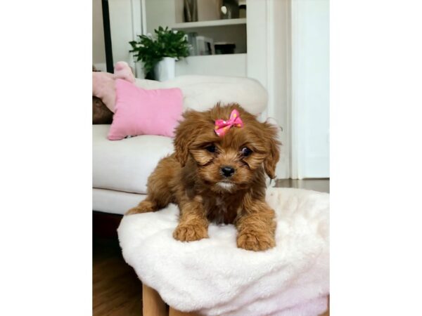 [#5403] Red Female Cavapoo Puppies for Sale