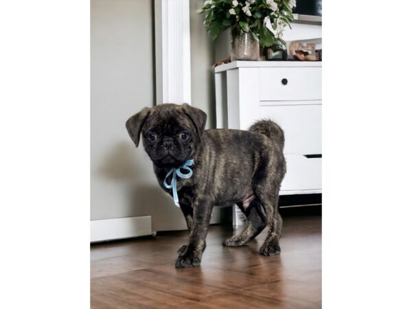 [#5401] Brindle Male Pug Puppies for Sale